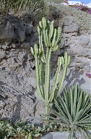 Spanien-Kanarische-Fuerteventura-200111-370.jpg