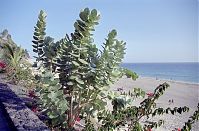 Spanien-Kanarische-Fuerteventura-200111-413.jpg