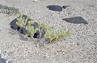 Spanien-Kanarische-Fuerteventura-200111-422.jpg