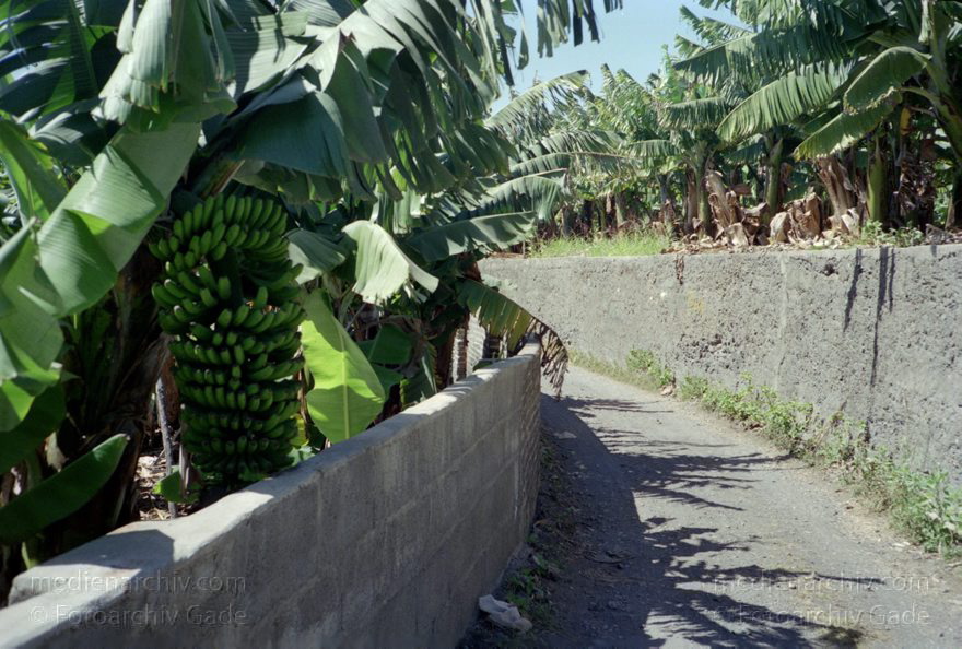 Spanien. Kanarische Inseln. La Palma. Bananenplantage
März 1990. Spanien. Kanarische Inseln. La Palma. Bananenplantage. Landwirtschaft. Früchte. Bananenstaude. Islas Canarias. Isla de La Palma. Canary Islands Spain.
Schlüsselwörter: Bananen;Islas Canarias;Kanarische Inseln;La Palma;Spanien;1990;Staude