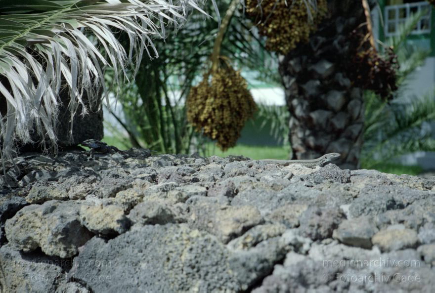 Spanien. Kanarische Inseln. La Palma. Palme. Baum
März 1990. Spanien. Kanarische Inseln. La Palma.  Flora. Pflanzen. Baum. Palme mit Früchten. Islas Canarias. Isla de La Palma. Canary Islands Spain.
Schlüsselwörter: Baum;Flora;Islas Canarias;Kanarische Inseln;La Palma;Palme;Pflanzen;1990;Spanien
