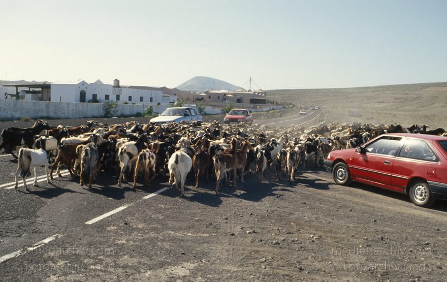 Lanzarote. Ziegenherde
November 1994. Spanien. Kanarische Inseln. Lanzarote. Ziegenherde auf der Straße
Schlüsselwörter: 1994;Herde;Kanarische Inseln;Lanzarote;Spanien;Viehwirtschaft;Ziege