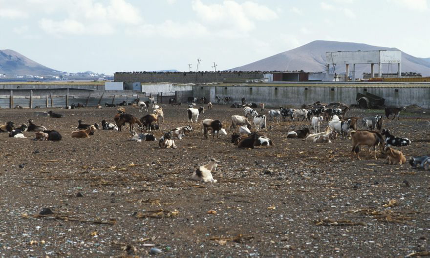 Lanzarote. Ziegenherde
Dezember 1996. Spanien. Kanarische Inseln. Lanzarote. Ziegenherde.
Schlüsselwörter: 1996;Herde;Kanarische Inseln;Lanzarote;Spanien;Vieh;Viehwirtschaft;Ziege