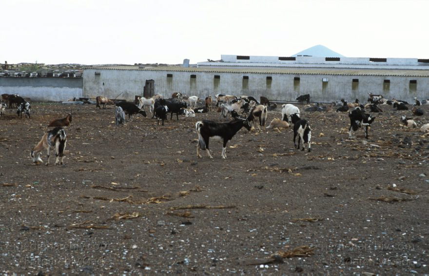 Lanzarote. Ziegenherde
Dezember 1996. Spanien. Kanarische Inseln. Lanzarote. Ziegen
Schlüsselwörter: 1996;Herde;Kanarische Inseln;Lanzarote;Spanien;Vieh;Viehwirtschaft;Ziege