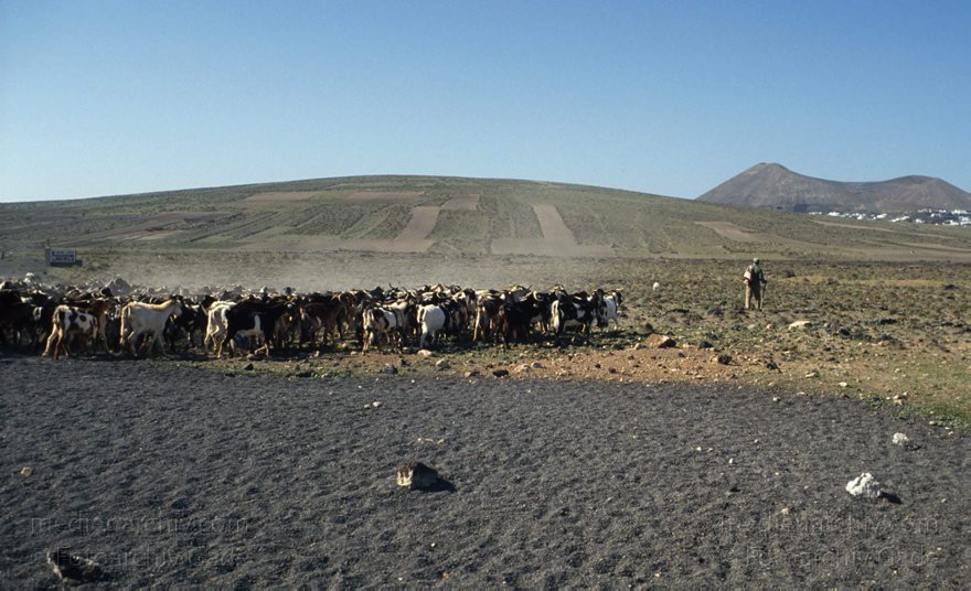 Lanzarote. Ziegenherde
Dezember 1996. Spanien. Kanarische Inseln. Lanzarote. Hirte mit Ziegenherde
Schlüsselwörter: 1996;Herde;Hirte;Kanarische Inseln;Landwirtschaft;Lanzarote;Spanien;Vieh;Viehwirtschaft;Ziege