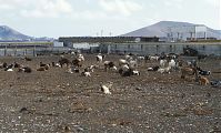 Dateiname=Spanien-Kanarische-Lanzarote-Com-199612-004.jpg
Dateigröße=224KB
Abmessungen: 880x529
hinzugefügt am: 05. Januar 2016 Spanien-Kanarische-Lanzarote-Com-199612-004.jpg