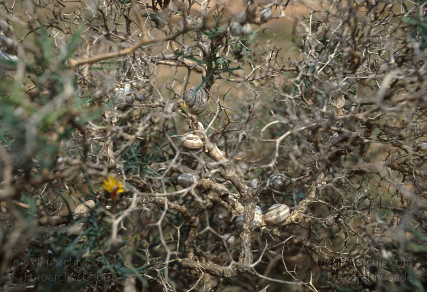 Lanzarote. Bei Dürre kleben sich Schnecken an Äste eines Strauchs. Flora. Fauna Tiere
1991. Spanien. Kanarische Inseln. Lanzarote. Bei Dürre kleben sich Schnecken an Äste eines Strauchs. Flora. Fauna Tiere
Schlüsselwörter: 1991;Canary Islands;Espana;Fauna;Flora;Islas Canarias;Kanarische Inseln;Lanzarote;Schnecke;Spain;Spanien;Tier;Tiere