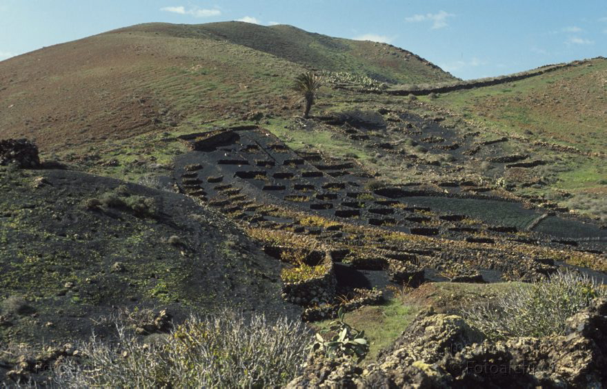 Lanzarote. Karge Felder. Vulkanische Erde. Palme
1993. Spanien. Kanarische Inseln. Lanzarote. Karge Felder. Vulkanische Erde. Palme
Schlüsselwörter: 1993;Canary Islands;Espana;Felder;Islas Canarias;Kanarische Inseln;Landwirtschaft;Lanzarote;Palme;Spain;Spanien