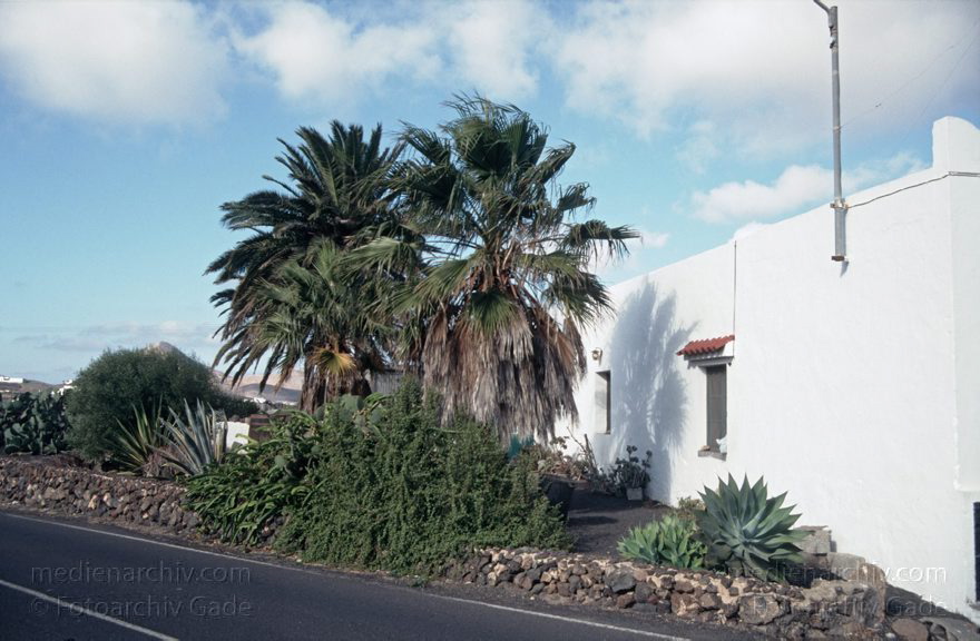 Lanzarote. Palme
Dezember 1996. Spanien. Kanarische Inseln. Lanzarote. Palme
Schlüsselwörter: 1996;canarias;Canary Islands;Kanarische Inseln;Lanzarote;Palme;Spain;Spanien