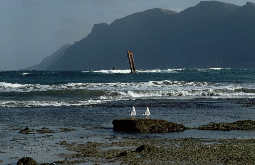 Lanzarote. Famara. Küste. Meer. Atlantik
November 1993. Spanien. Kanarische Inseln. Lanzarote. Famara. Berge. Küste. Meer. Atlantik - Wrack bei La Caleta
Schlüsselwörter: 1993;Atlantik;Canary Islands;Espana;Famara;Islas Canarias;Kanarische Inseln;Küste;Lanzarote;Meer;Möwen;Schiffe;Spain;Spanien;Vogel;Vögel;Wellen;Wrack
