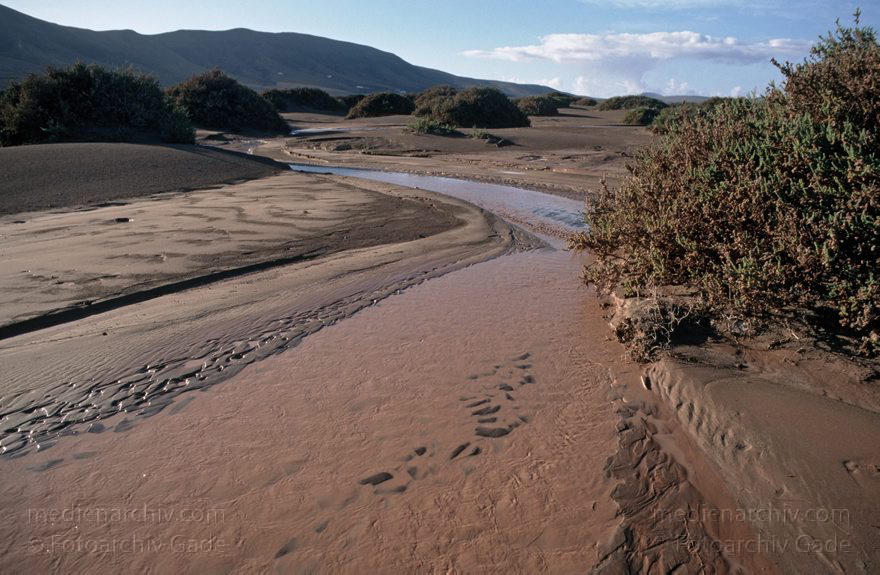 Lanzarote. Famara. Bei La Caleta nach einem heftigen Regenguß
November 1995. Spanien. Kanarische Inseln. Lanzarote. Famara. Bei La Caleta nach einem heftigen Regenguß. Im Sand haben sich Bäche entwickelt, die nur kurze Zeit Wasser führen.
Schlüsselwörter: 1995;Canary Islands;Espana;Famara;Islas Canarias;Kanarische Inseln;Lanzarote;Regen;Spain;Spanien