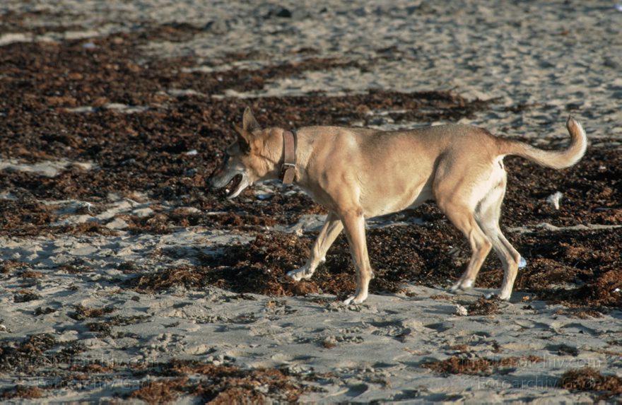 Lanzarote. Famara. Hund am Strand
Dezember 1996. Spanien. Kanarische Inseln. Lanzarote. Famara. Hund am Strand
Schlüsselwörter: 1996;Canary Islands;Espana;Famara;Hund;Islas Canarias;Kanarische Inseln;Lanzarote;Spain;Spanien;Strand
