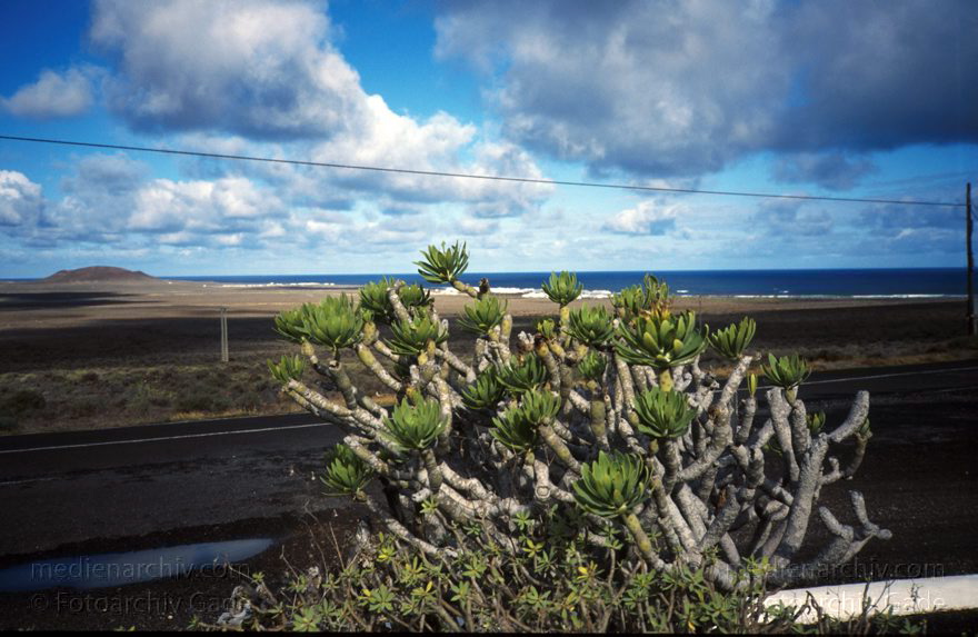 Lanzarote. Famara Landschaft
Dezember 1996. Spanien. Kanarische Inseln. Lanzarote. Famara Landschaft
Schlüsselwörter: 1996;canarias;Canary Islands;Famara;Kanarische Inseln;Lanzarote;Spain;Spanien