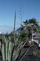 Spanien-Kanarische-Lanzarote-Famara-199x-263.jpg