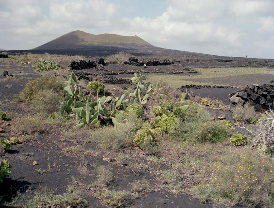 Lanzarote. Spain. Canary Islands. Espana. Islas Canarias.
März 1992. Spanien. Kanarische Inseln. Lanzarote. Feuerberge. Vulkane. Lava. Krater. Vegetation. Übergang zum Gebiet La Geria. - Spain. Canary Islands. - Espana. Islas Canarias. Montañas del Fuego
Schlüsselwörter: 1992;Canary Islands;Espana;Feuerberge;Flora;Islas Canarias;Kanarische Inseln;Krater;La Geria;Lanzarote;Lava;Montañas del Fuego;Pflanzen;Spain;Spanien;Vegetation;Vulkane