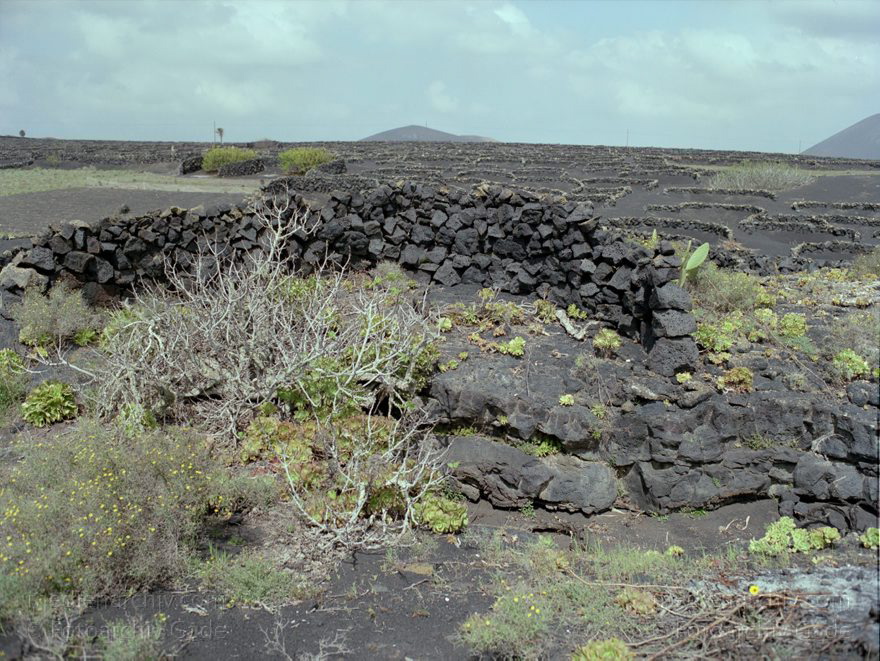 Lanzarote. Spain. Canary Islands. Espana. Islas Canarias.
März 1992. Spanien. Kanarische Inseln. Lanzarote. Feuerberge. Vulkane. Lava. Krater. Vegetation. Übergang zum Gebiet La Geria. - Spain. Canary Islands. - Espana. Islas Canarias. Montañas del Fuego
Schlüsselwörter: 1992;Canary Islands;Espana;Feuerberge;Flora;Islas Canarias;Kanarische Inseln;Krater;La Geria;Lanzarote;Lava;Montañas del Fuego;Pflanzen;Spain;Spanien;Vegetation;Vulkane