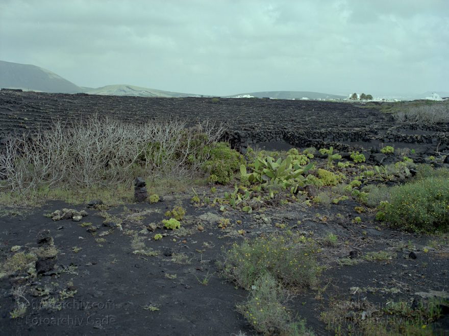 Lanzarote. Spain. Canary Islands. Espana. Islas Canarias.
März 1992. Spanien. Kanarische Inseln. Lanzarote. Feuerberge. Vulkane. Lava. Krater. Vegetation. Übergang zum Gebiet La Geria. - Spain. Canary Islands. - Espana. Islas Canarias. Montañas del Fuego
Schlüsselwörter: 1992;Canary Islands;Espana;Feuerberge;Flora;Islas Canarias;Kanarische Inseln;Krater;La Geria;Lanzarote;Lava;Montañas del Fuego;Pflanzen;Spain;Spanien;Vegetation;Vulkane