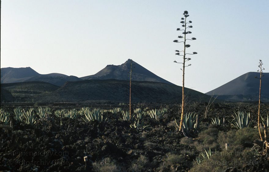 Lanzarote. Feuerberge. Nationalpark Timanfaya - Montañas del Fuego.
November 1993. Lanzarote. Kanarische Inseln. Spanien. Feuerberge - Nationalpark Timanfaya. Vulkane. Lava.   Montañas del Fuego - Parque Nacional de Timanfaya - Spain. Canary Islands. Timanfaya National Park - Espana. Islas Canarias.
Schlüsselwörter: 1993;Canary Islands;Feuerberge;Islas Canarias;Kanarische Inseln;Lanzarote;Lava;Montañas del Fuego;Nationalpark Timanfaya;Parque Nacional de Timanfaya;Spain;Spanien;Vulkane