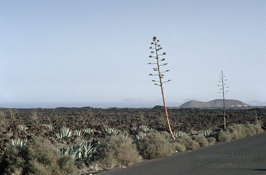 Lanzarote. Feuerberge. Nationalpark Timanfaya - Montañas del Fuego.
November 1993. Lanzarote. Kanarische Inseln. Spanien. Feuerberge - Nationalpark Timanfaya. Vulkane. Lava.   Montañas del Fuego - Parque Nacional de Timanfaya - Spain. Canary Islands. Timanfaya National Park - Espana. Islas Canarias.
Schlüsselwörter: 1993;Canary Islands;Feuerberge;Islas Canarias;Kanarische Inseln;Lanzarote;Lava;Montañas del Fuego;Nationalpark Timanfaya;Parque Nacional de Timanfaya;Spain;Spanien;Vulkane