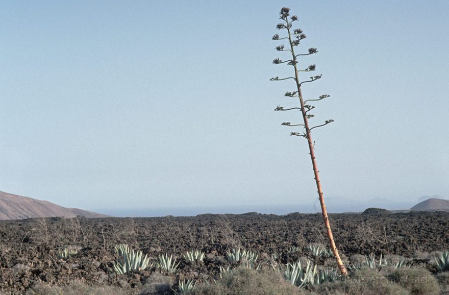 Lanzarote. Feuerberge. Nationalpark Timanfaya - Montañas del Fuego.
November 1993. Lanzarote. Kanarische Inseln. Spanien. Feuerberge - Nationalpark Timanfaya. Vulkane. Lava.   Montañas del Fuego - Parque Nacional de Timanfaya - Spain. Canary Islands. Timanfaya National Park - Espana. Islas Canarias.
Schlüsselwörter: 1993;Canary Islands;Feuerberge;Islas Canarias;Kanarische Inseln;Lanzarote;Lava;Montañas del Fuego;Nationalpark Timanfaya;Parque Nacional de Timanfaya;Spain;Spanien;Vulkane