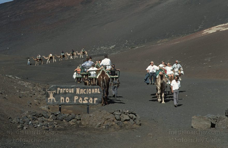 Lanzarote. Feuerberge. Montanas del Fuego. Dromedarkarawane
November 1993. Lanzarote. Kanarische Inseln. Spanien. Feuerberge - Nationalpark Timanfaya. Vulkane. Lava.  Einige Bereiche der Montanas del Fuego sind nur mit Dromedarkarawanen zugänglich. Montañas del Fuego - Parque Nacional de Timanfaya - Spain. Canary Islands. Timanfaya National Park - Espana. Islas Canarias.
Schlüsselwörter: 1993;Canary Islands;Dromedare;Feuerberge;Islas Canarias;Kamele;Kanarische Inseln;Lanzarote;Lava;Montañas del Fuego;Nationalpark Timanfaya;Parque Nacional de Timanfaya;Spain;Spanien;Vulkane