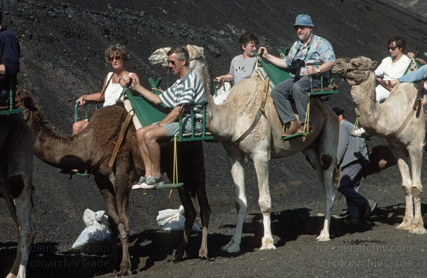 Lanzarote. Feuerberge. Montanas del Fuego. Dromedarkarawane
November 1993. Lanzarote. Kanarische Inseln. Spanien. Feuerberge - Nationalpark Timanfaya. Vulkane. Lava.  Einige Bereiche der Montanas del Fuego sind nur mit Dromedarkarawanen zugänglich. Montañas del Fuego - Parque Nacional de Timanfaya - Spain. Canary Islands. Timanfaya National Park - Espana. Islas Canarias.
Schlüsselwörter: 1993;Canary Islands;Dromedare;Feuerberge;Islas Canarias;Kamele;Kanarische Inseln;Lanzarote;Lava;Montañas del Fuego;Nationalpark Timanfaya;Parque Nacional de Timanfaya;Spain;Spanien;Vulkane