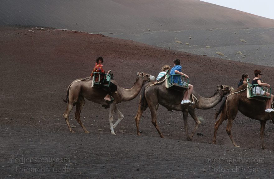Lanzarote. Feuerberge. Montanas del Fuego. Dromedarkarawane
Juli 1994. Lanzarote. Kanarische Inseln. Spanien. Feuerberge - Nationalpark Timanfaya. Vulkane. Lava.  Einige Bereiche der Montanas del Fuego sind nur mit Dromedarkarawanen zugänglich. Montañas del Fuego - Parque Nacional de Timanfaya - Spain. Canary Islands. Timanfaya National Park - Espana. Islas Canarias.
Schlüsselwörter: 1994;Canary Islands;Dromedare;Feuerberge;Islas Canarias;Kamele;Kanarische Inseln;Lanzarote;Lava;Montañas del Fuego;Nationalpark Timanfaya;Parque Nacional de Timanfaya;Spain;Spanien;Vulkane