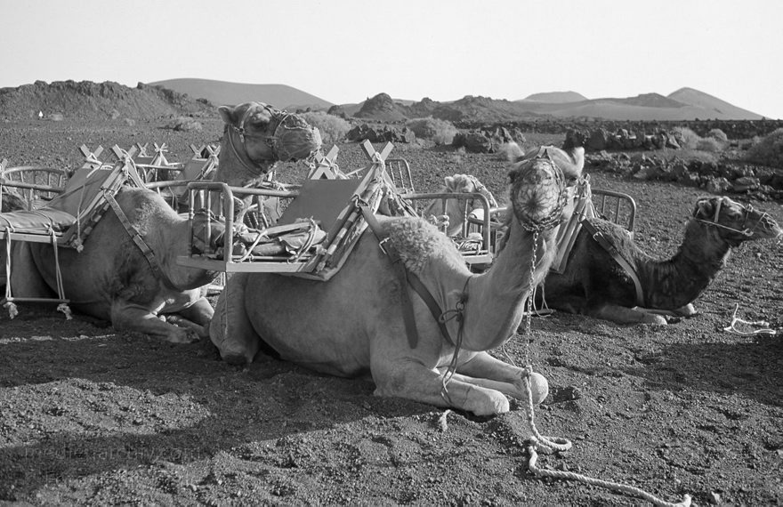 Lanzarote. Feuerberge. Montanas del Fuego. Dromedarkarawane
November 1994. Lanzarote. Kanarische Inseln. Spanien. Feuerberge - Nationalpark Timanfaya. Vulkane. Lava.  Einige Bereiche der Montanas del Fuego sind nur mit Dromedarkarawanen zugänglich. Montañas del Fuego - Parque Nacional de Timanfaya - Spain. Canary Islands. Timanfaya National Park - Espana. Islas Canarias.
Schlüsselwörter: 1994;Canary Islands;Dromedare;Feuerberge;Islas Canarias;Kamele;Kanarische Inseln;Lanzarote;Lava;Montañas del Fuego;Nationalpark Timanfaya;Parque Nacional de Timanfaya;Spain;Spanien;Vulkane