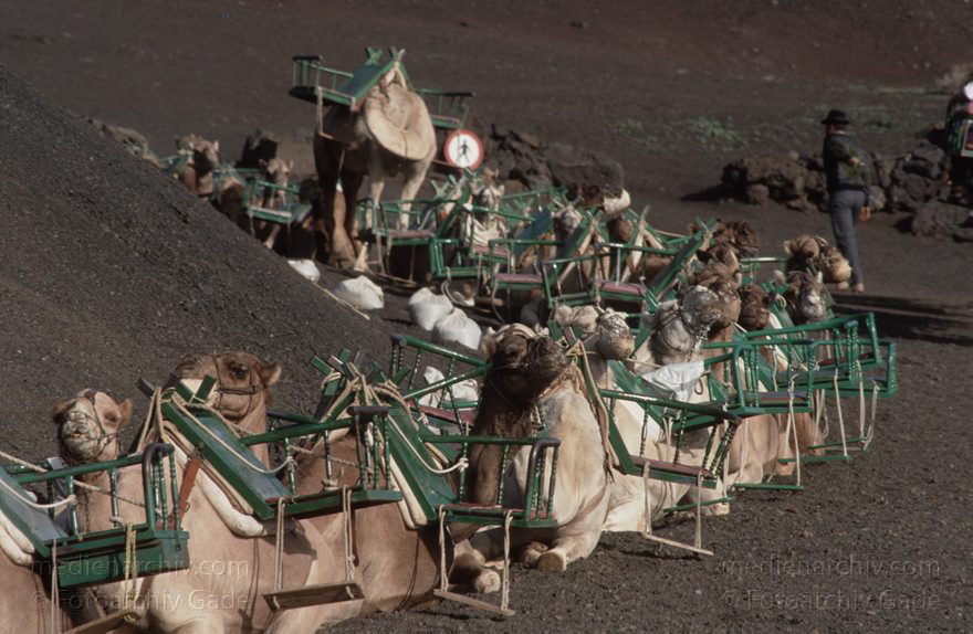 Lanzarote. Feuerberge. Einige Bereiche der Montanas del Fuego sind nur mit Dromedarkarawanen zugänglich.
April 1995. Lanzarote. Kanarische Inseln. Spanien. Feuerberge - Nationalpark Timanfaya. Vulkane. Lava.  Einige Bereiche der Montanas del Fuego sind nur mit Dromedarkarawanen zugänglich. Montañas del Fuego - Parque Nacional de Timanfaya - Spain. CanaryIslands. Timanfaya National Park - Espana. Islas Canarias.
Schlüsselwörter: 1995;Canary Islands;Dromedare;Feuerberge;Islas Canarias;Kamele;Kanarische Inseln;Lanzarote;Lava;Montañas del Fuego;Nationalpark Timanfaya;Parque Nacional de Timanfaya;Spain;Spanien;Vulkane