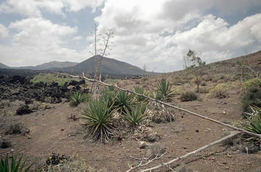 Lanzarote.   Flora.  Pflanzen. Agaven.
April 1995. Lanzarote. Kanarische Inseln. Spanien. Feuerberge - Nationalpark Timanfaya. Vulkane. Lava. Vegetation.  Flora.  Pflanzen. Agaven.
Schlüsselwörter: 1995;Agaven;Canary Islands;Feuerberge;Flora;Islas Canarias;Kanarische Inseln;Lanzarote;Lava;Montañas del Fuego;Nationalpark Timanfaya;Parque Nacional de Timanfaya;Pflanzen;Spain;Spanien;Vegetation;Vulkane