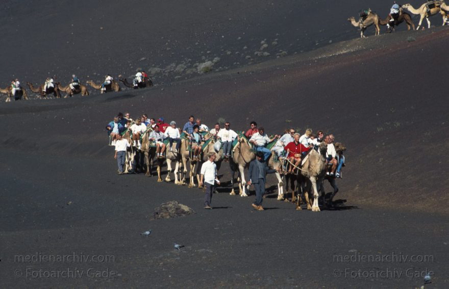 Lanzarote. Feuerberge. Montanas del Fuego. Dromedarkarawane
Juli Dezember Nationalpark Timanfaya. Vulkane. Lava.  Einige Bereiche der Montanas del Fuego sind nur mit Dromedarkarawanen zugänglich. Montañas del Fuego - Parque Nacional de Timanfaya - Spain. Canary Islands. Timanfaya National Park - Espana. Islas Canarias.
Schlüsselwörter: 1996;Canary Islands;Dromedar;Dromedare;Feuerberge;Islas Canarias;Kamele;Kanarische Inseln;Lanzarote;Lava;Montañas del Fuego;Nationalpark Timanfaya;Parque Nacional de Timanfaya;Spain;Spanien;Vulkane