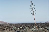 Spanien-Kanarische-Lanzarote-Feuerberge-199311-203.jpg