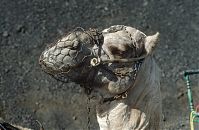 Spanien-Kanarische-Lanzarote-Feuerberge-199311-208.jpg