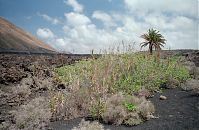 Dateiname=Spanien-Kanarische-Lanzarote-Feuerberge-199504-008.jpg
Dateigröße=279KB
Abmessungen: 880x572
hinzugefügt am: 05. Januar 2016 Spanien-Kanarische-Lanzarote-Feuerberge-199504-008.jpg