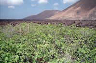 Dateiname=Spanien-Kanarische-Lanzarote-Feuerberge-199504-012.jpg
Dateigröße=352KB
Abmessungen: 880x573
hinzugefügt am: 05. Januar 2016 Spanien-Kanarische-Lanzarote-Feuerberge-199504-012.jpg