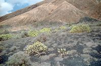 Dateiname=Spanien-Kanarische-Lanzarote-Feuerberge-199504-064.jpg
Dateigröße=333KB
Abmessungen: 880x568
hinzugefügt am: 05. Januar 2016 Spanien-Kanarische-Lanzarote-Feuerberge-199504-064.jpg