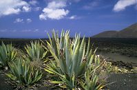 Dateiname=Spanien-Kanarische-Lanzarote-Feuerberge-199504-114.jpg
Dateigröße=225KB
Abmessungen: 880x580
hinzugefügt am: 05. Januar 2016 Spanien-Kanarische-Lanzarote-Feuerberge-199504-114.jpg