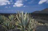 Dateiname=Spanien-Kanarische-Lanzarote-Feuerberge-199504-116.jpg
Dateigröße=194KB
Abmessungen: 880x566
hinzugefügt am: 05. Januar 2016 Spanien-Kanarische-Lanzarote-Feuerberge-199504-116.jpg