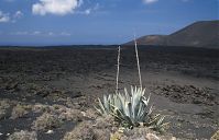 Dateiname=Spanien-Kanarische-Lanzarote-Feuerberge-199504-119.jpg
Dateigröße=190KB
Abmessungen: 880x566
hinzugefügt am: 05. Januar 2016 Spanien-Kanarische-Lanzarote-Feuerberge-199504-119.jpg