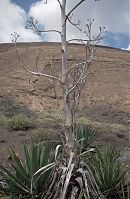 Dateiname=Spanien-Kanarische-Lanzarote-Feuerberge-199504-227.jpg
Dateigröße=218KB
Abmessungen: 575x880
hinzugefügt am: 05. Januar 2016 Spanien-Kanarische-Lanzarote-Feuerberge-199504-227.jpg