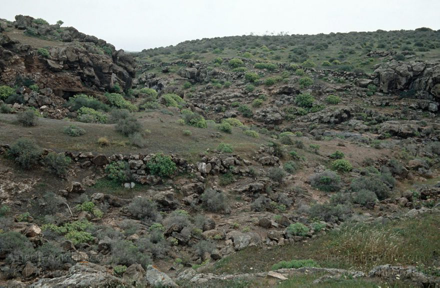 Lanzarote. Karge Landschaft
März 1991. Spanien. Kanarische Inseln. Lanzarote. Flora. Pflanzen. Vegetation
Schlüsselwörter: 1991;Canary Islands;Espana;Flora;Islas Canarias;Kanarische Inseln;Lanzarote;Pflanzen;Spain;Spanien;Vegetation
