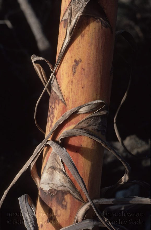 Lanzarote. Agavenstamm
1993. Spanien. Kanarische Inseln. Lanzarote. Agavenstamm. Flora. Pflanzen
Schlüsselwörter: Agave;Algave;Flora;Kanarische Inseln;Lanzarote;Pflanzen;1993;Spanien