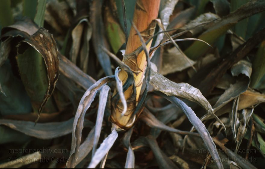 Lanzarote. Agave
1995. Spanien. Kanarische Inseln. Lanzarote. Agave. Flora. Pflanzen
Schlüsselwörter: 1995;Agave;Flora;Kanarische Inseln;Lanzarote;Pflanze;Pflanzen;Spanien