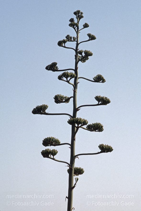 Lanzarote. Haria. Agave
Juni 1994. Spanien. Kanarische Inseln. Lanzarote. Haria. Agave
Schlüsselwörter: 1994;Agave;canarias;Canary Islands;Flora;Haria;Kanarische Inseln;Lanzarote;Pflanzen;Spain;Spanien