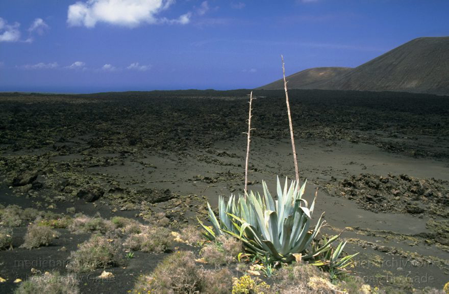 Lanzarote. Agaven. Lavalandschaft
April 1995. Lanzarote. Kanarische Inseln. Spanien. Feuerberge - Nationalpark Timanfaya. Vulkane. Lava. Vegetation.  Flora.  Pflanzen. Agaven.
Schlüsselwörter: 1995;Agaven;Canary Islands;Feuerberge;Flora;Islas Canarias;Kanarische Inseln;Lanzarote;Lava;Montañas del Fuego;Nationalpark Timanfaya;Parque Nacional de Timanfaya;Pflanzen;Spain;Spanien;Vegetation;Vulkane