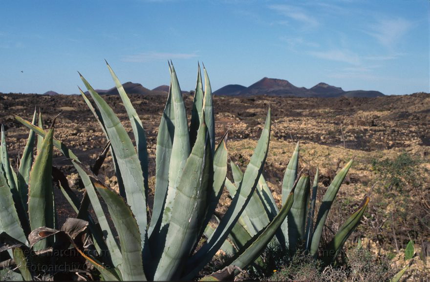 Lanzarote. Agaven
November 1996. Spanien. Kanarische Inseln. Lanzarote. Flora. Pflanzen. Vegetation.  Agaven
Schlüsselwörter: 1996;Agaven;Canary Islands;Espana;Flora;Islas Canarias;Kanarische Inseln;Lanzarote;Pflanzen;Spain;Spanien;Vegetation
