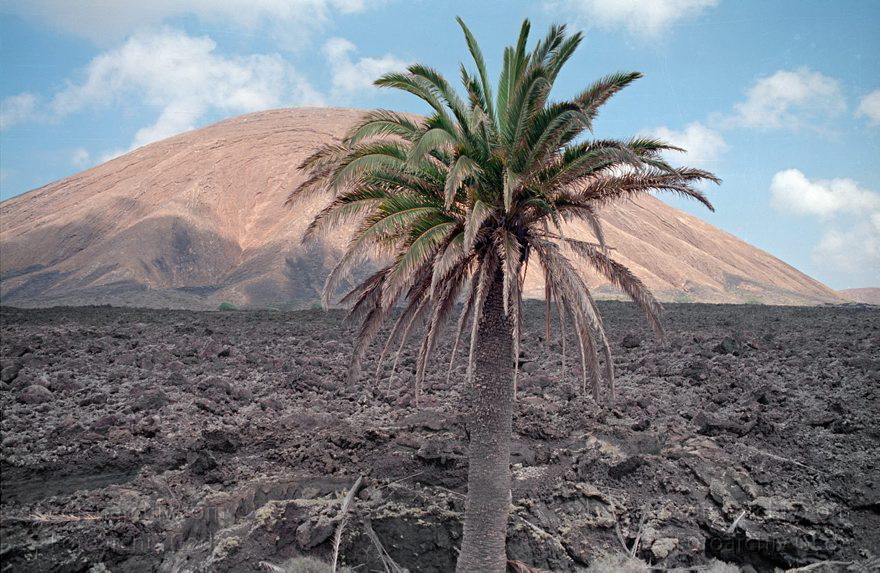 Lanzarote.  Palme vor Lavalandschaft
April 1995. Lanzarote. Kanarische Inseln. Spanien. Feuerberge - Nationalpark Timanfaya. Vulkane. Lava.  Flora. Fauna. Baum. Bäume. Palmen. Berg. Montañas del Fuego - Parque Nacional de Timanfaya - Spain. Canary Islands. Timanfaya National Park - Espana. Islas Canarias.
Schlüsselwörter: 1995;Baum;Bäume;Canary Islands;Feuerberge;Flora;Islas Canarias;Kanarische Inseln;Lanzarote;Lava;Montañas del Fuego;Nationalpark Timanfaya;Palmen;Parque Nacional de Timanfaya;Pflanzen;Spain;Spanien;Vegetation;Vulkane