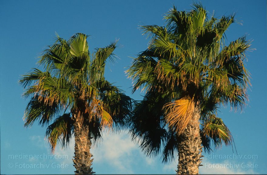 Lanzarote. Palmen
Dezember 1996. Spanien. Kanarische Inseln. Lanzarote. Flora. Pflanzen. Baum. Palmen
Schlüsselwörter: 1996;Canary Islands;Espana;Flora;Islas Canarias;Kanarische Inseln;Lanzarote;Palmen;Pflanzen;Spain;Spanien;Vegetation