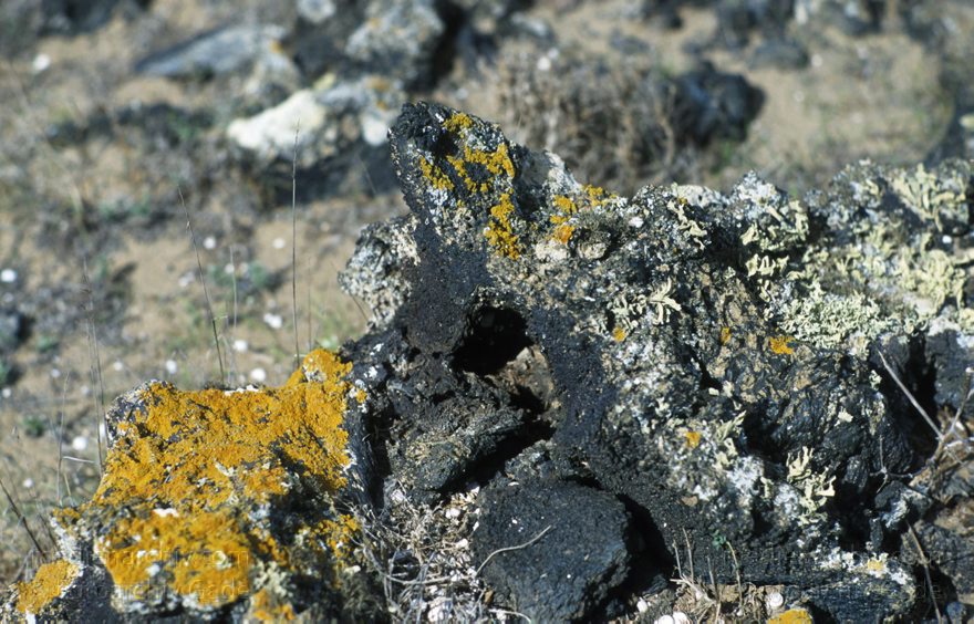 Lanzarote. Flechten
Dezember 1991. Spanien. Kanarische Inseln. Lanzarote. Moosflechte auf Lavagestein
Schlüsselwörter: 1991;Flechten;Kanarische Inseln;Lanzarote;Moosflechte;Pflanzen;Spanien