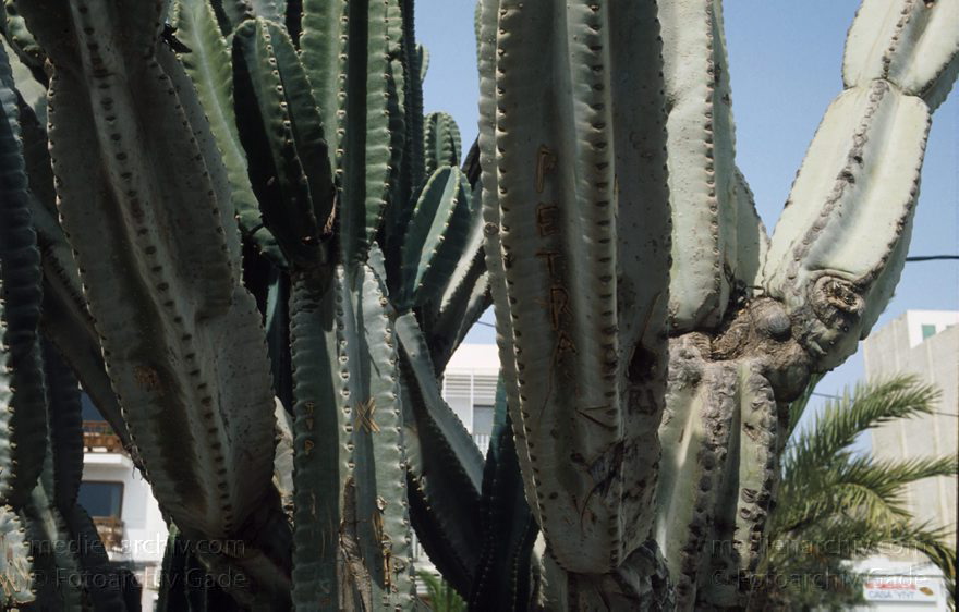 Lanzarote. Arrecife. Kaktus
1992. Spanien. Kanarische Inseln. Lanzarote. Arrecife - Spain. Canary Islands - Kaktus mit Liebesschwüren.
Schlüsselwörter: 1992;Arrecife;canarias;Canary Islands;Flora;Kakteen;Kaktus;Kanarische Inseln;Lanzarote;Pflanzen;Spain;Spanien
